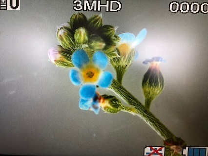 キュウリグサの花.jpg