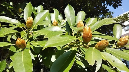 タブノキ冬芽.jpg