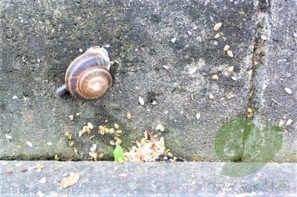 かたつむり的世界観