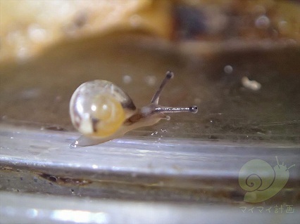 かたつむり的世界観