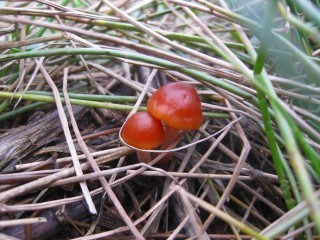 IMG_1179.jpg