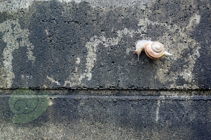 第4回 カタツムリと掃除機 （2018.9）