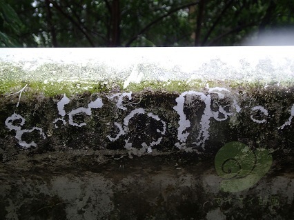 第4回 カタツムリと掃除機 （2018.9）