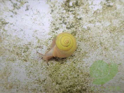 かたつむり的世界観