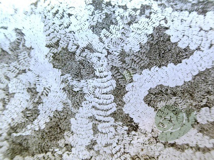 第4回 カタツムリと掃除機 （2018.9）