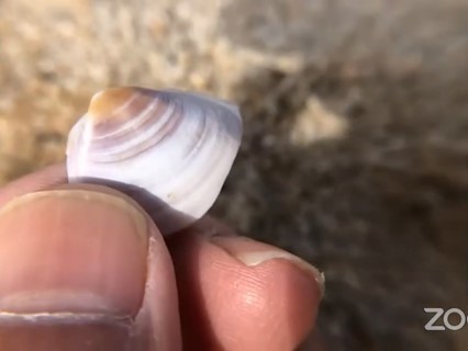 2022.3.5 まもるーむ福岡特別講座「砂浜の貝殻ウォッチング」