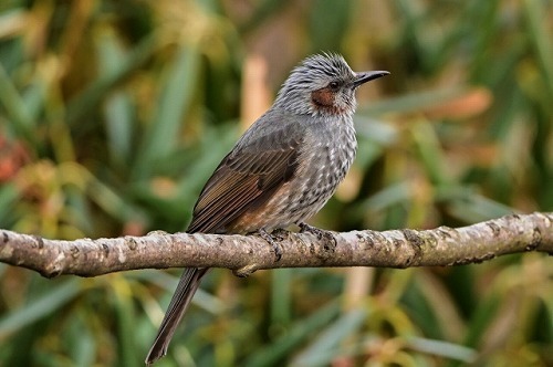 第12回 ヒヨドリのように鳴いてみた（2024年7月） - 特定非営利活動