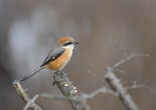第14回 モズの高鳴き（2024年10月） - 特定非営利活動法人グリーン  
