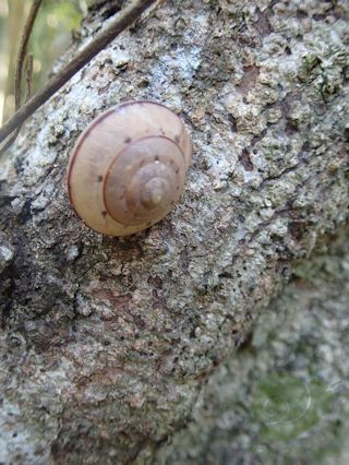 第24回 ヤマタニシはタニシ？かたつむり？（2020年5月）