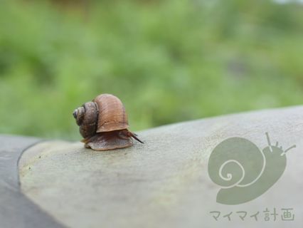 第24回 ヤマタニシはタニシ？かたつむり？（2020年5月）